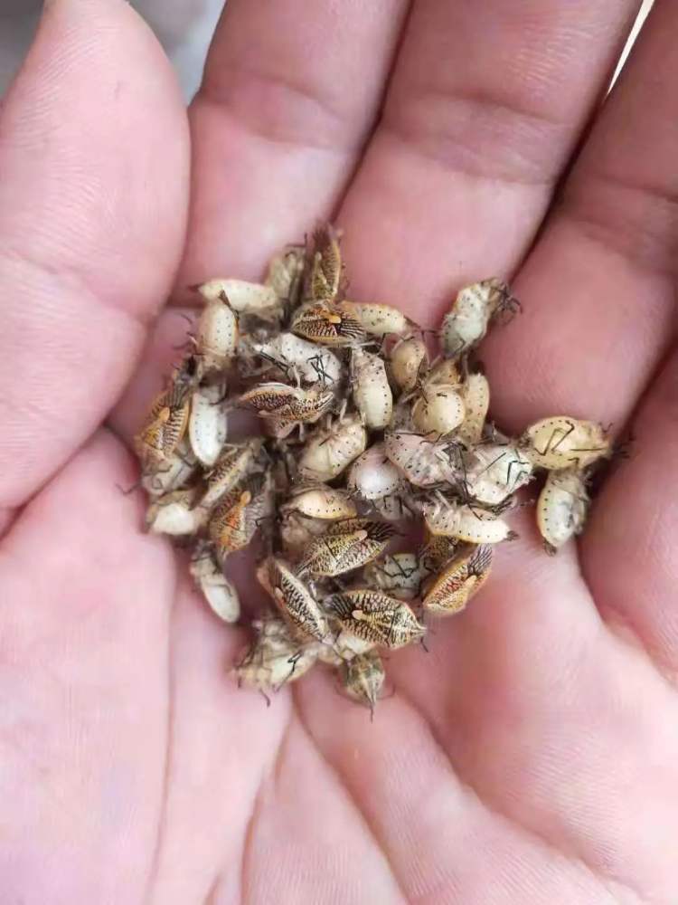 致9人中毒的蝽标本2.jpg