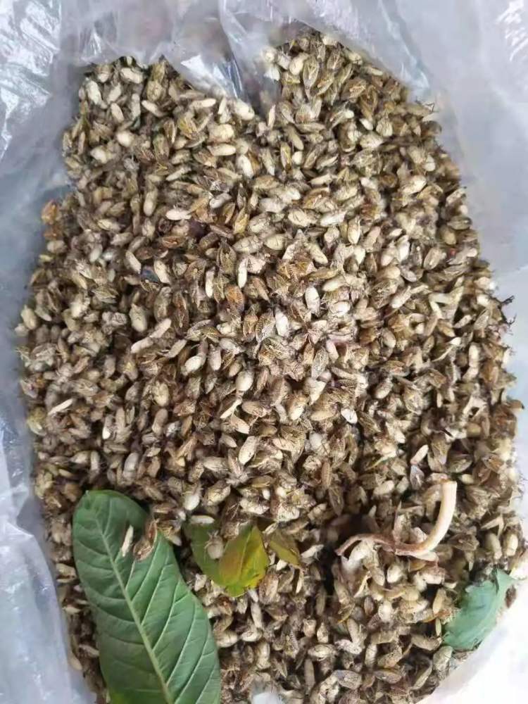 致9人中毒的蝽标本3.jpg