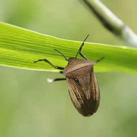 蝽2.jpg