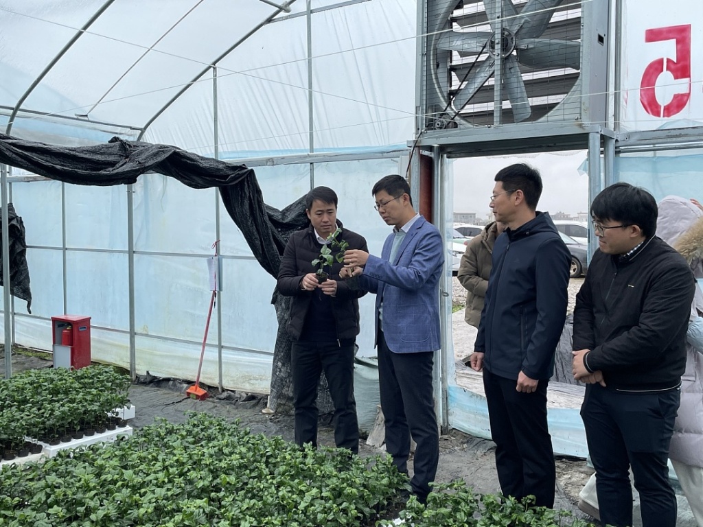 到百香果苗圃基地现场调研.jpg
